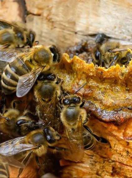 Propolis is zeer effectief tegen verkoudheid en voor een betere weerstand. Het dood bacteriën en virussen.