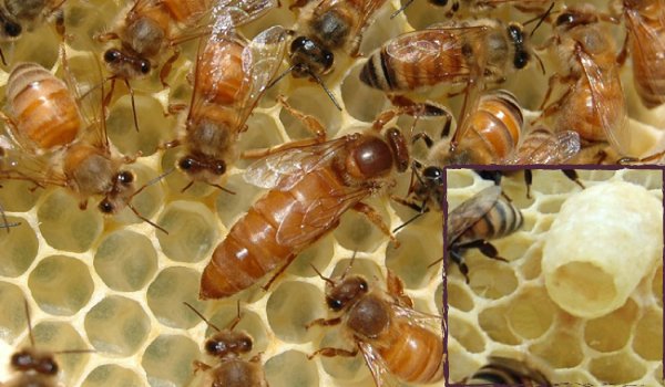 Royal Jelly Bijenkoningin Voeding Koninginnegelei