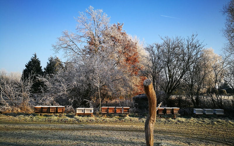 Bijenvolken staan buiten in de winterkoude en overwinteren op eigen honing