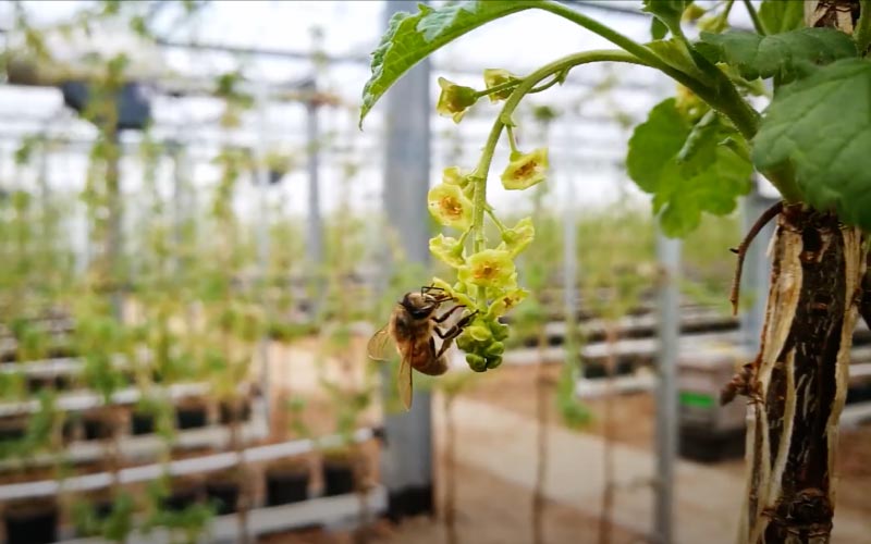 Bij Bestuift Bloesem Rode Bes In De Kas