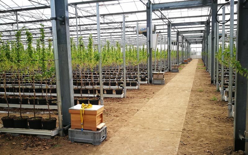 Bijenvolken In Kas Geplaatst Voor Bestuiving