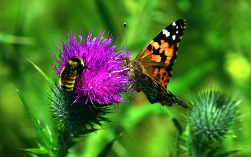 Een Vlinder En Een Bij Drinken Nectar Van Een Distel