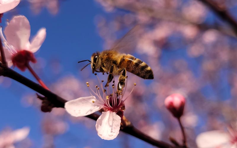 Honingbij Bestuift Kersenbloesem In Het Voorjaar