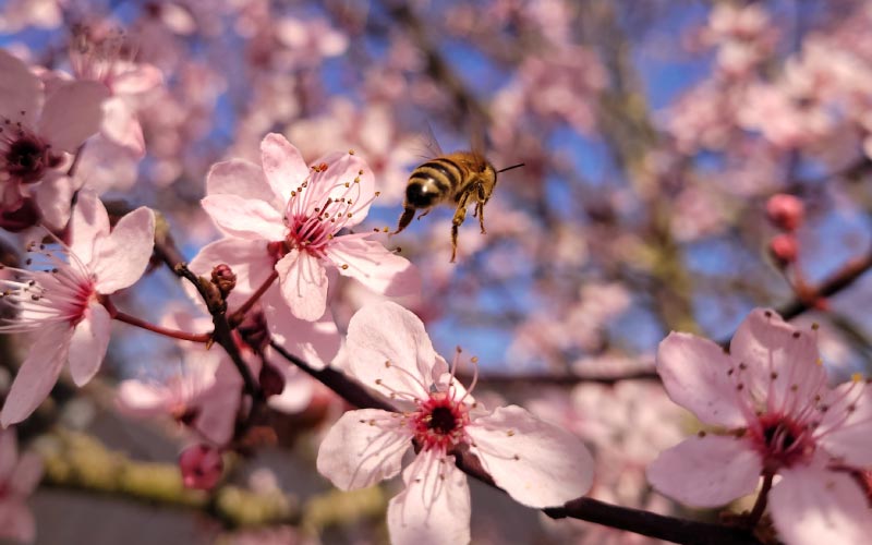 Honingbij Brenng Nectar En Pollen In Het Voorjaar In De Bijenkast