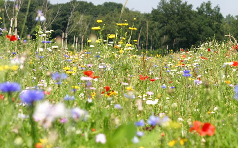 Inheems Bloemenmengsel Online Bestellen