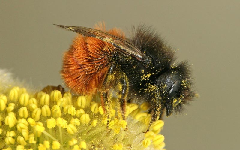 Metselbij Verzameld Stuifmeel Op De Wilgen