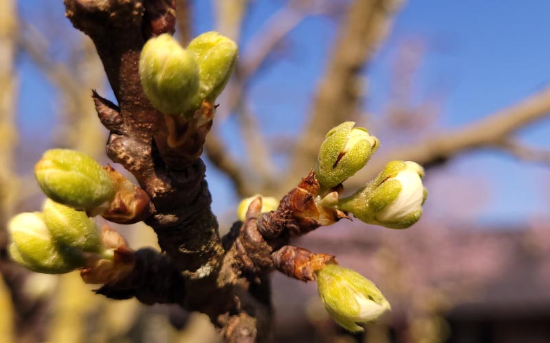 Ook De Pruimenbloesem Komt Bijna Open Voor Bijenbestuiving