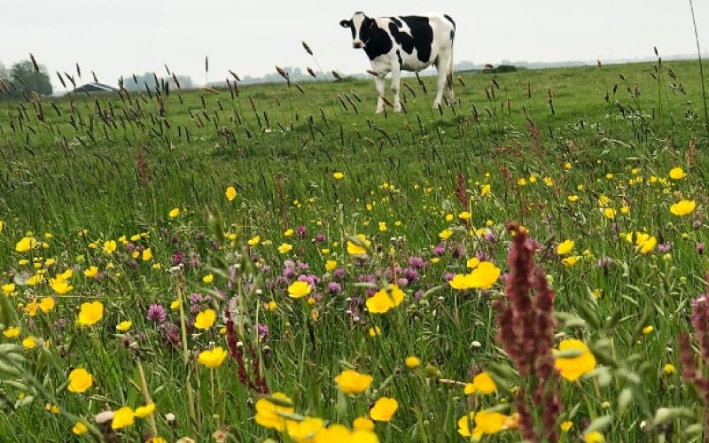 Ouderwets Bloeiende Weide Biologische Boer