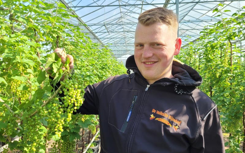 Resultaat Van Geslaagde Bestuiving Rode Bessen In De Kas