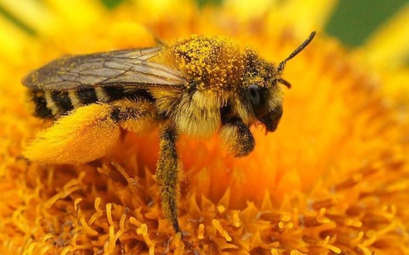 Solitaire Bij Verzameld Stuifmeel Op Paardenbloem