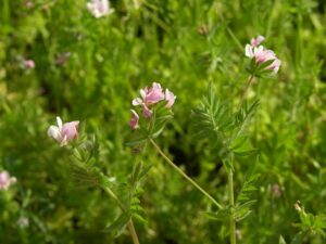 Serradelle zaaien als groenbemester geeft het beeld van de bloeiende Serradella zoals op deze afbeelding.