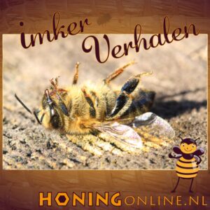 Op deze foto zie je een dode honingbij. Onderzoek toont aan dat concurrentie tussen honingbijen en solitaire bijen niet bestaat.