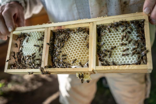 Bij sectiehoning bouwen de bijen vakjes vol met raathoning