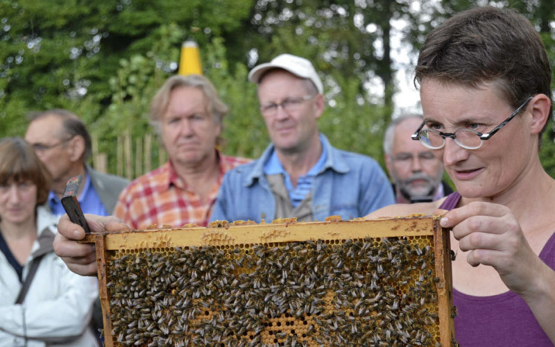 Een raat met bijen vasthouden tijdens de excursie op de imkerij hoort er bij. De imker vertelt ondertussen over vriendelijke honingbijen.
