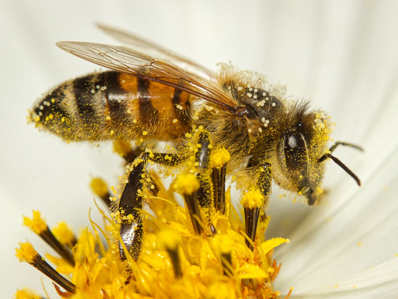 Op deze bij met stuifmeel zie je de stuifmeelkorrels van de bloem goed zitten op de helmdraden 