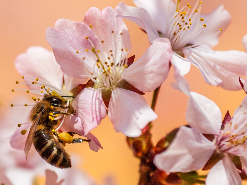 De honingbij op deze foto zorgt voor de bestuiving van bloesem door stuifmeel uit de helmdraden over te brengen op de stamper van een andere bloem.