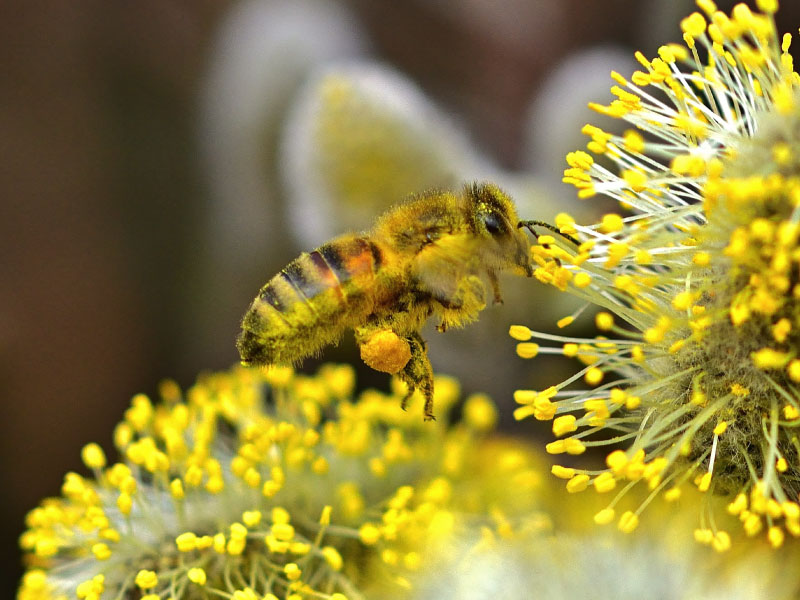Deze bij heeft grote stuifmeelklompjes aan haar poten die ze verzameld heeft met de stuifmeelkorfjes aan haar achterpoten
