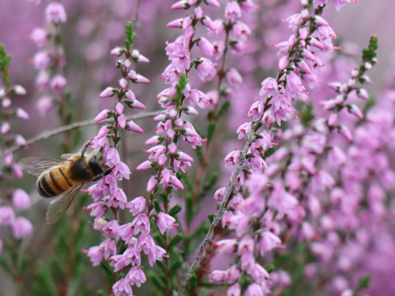 Bijen zuigen nectar uit de struikheide Calluna voor het produceren van echte heidehoning en heideraat. Op deze foto bezoekt een bij heide en zuigt nectar uit een heidebloem.