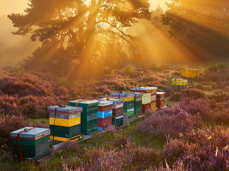 Prachtig plaatje van bijenkasten op de paarse Veluwse heide in het ochtendlicht. Bij opkomende zon maken de bijen in de kasten heidehoning