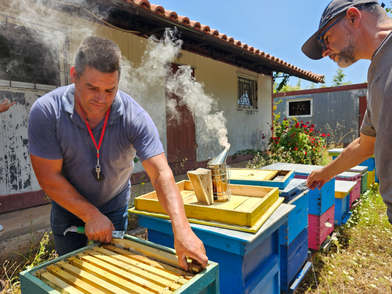 De oogst van Eurpopese Tijmhoning komt meestal uit Portugal en Spanje. Deze spaanse imker controleerd of je geen gemengde rauwe EU honing als sinaasappelhoning kunt kopen.