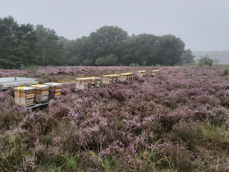 Houten bijenkasten op de Hoge Veluwe voor het verkrijgen van Heidehoning. Heideraathoning van de Veluwe is de beste honing die er in Nederland te koop is.