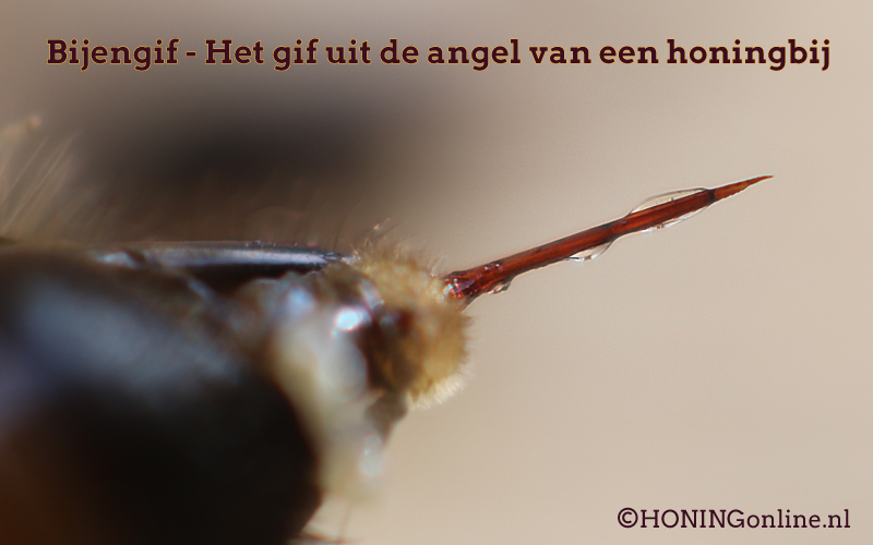 Bijengif uit de angel van een honingij vormt de basis voor zalf welke gebruikt wordt bij diverse huidaandoeningen zoals psoriasis en eczeem. Deze dermatologische toepassingen van bijengifcrème worden mede door de anti-aging steeds populairder.