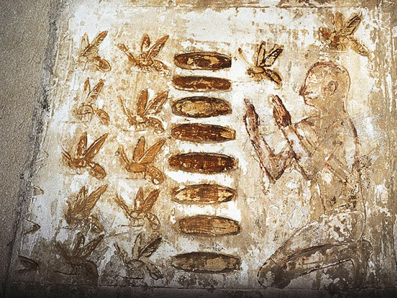 Het gebruik van bijengif in de geneeskunde kent een oude geschiedenis. Op deze afbeelding zie je hiërogliefen van de Egyptenaren waarop te zien is dat men bijengif al gebruikte voor apitherapie